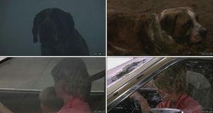 狂犬惊魂,生死逃亡的生死较量